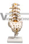 Cervical Spinal Column